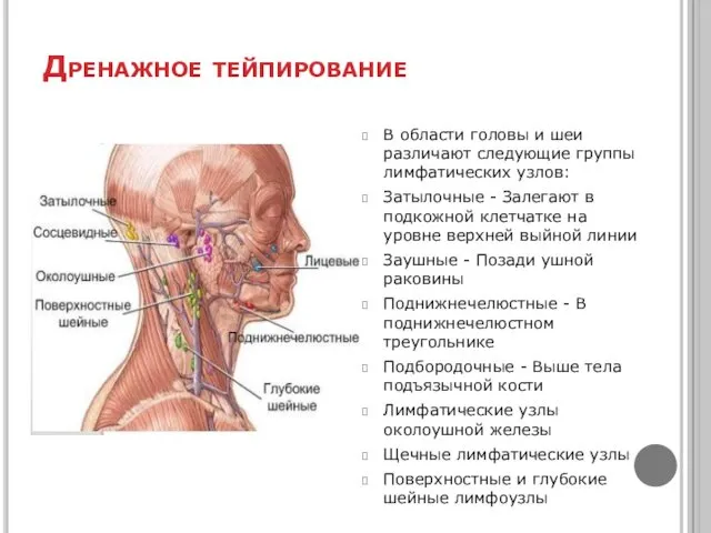 Дренажное тейпирование В области головы и шеи различают следующие группы лимфатических