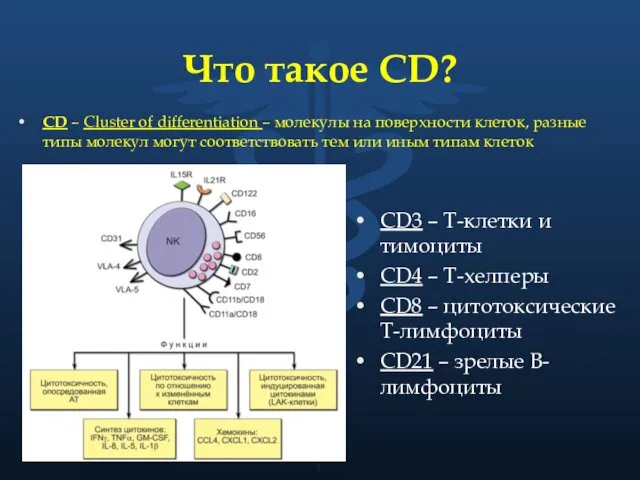 Что такое CD? CD – Cluster of differentiation – молекулы на