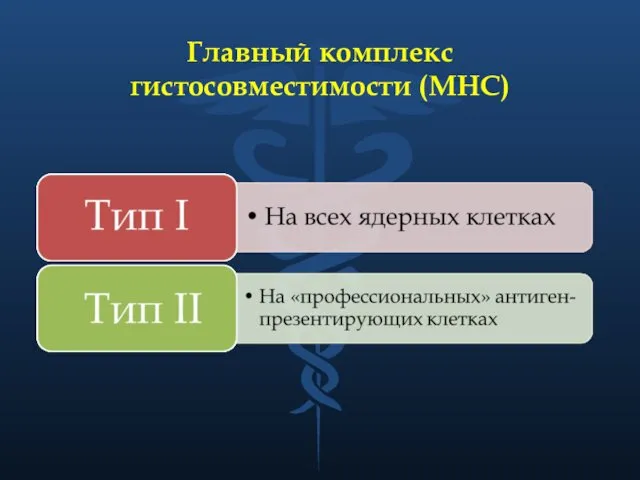 Главный комплекс гистосовместимости (MHC)