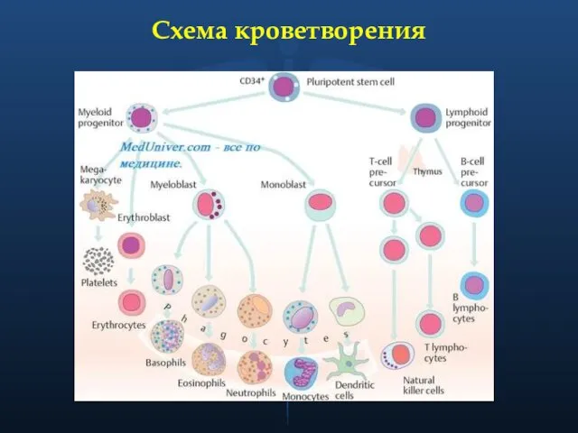 Схема кроветворения