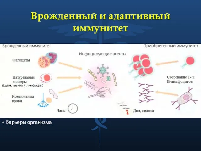 Врожденный и адаптивный иммунитет (Единственный лимфоцит) + Барьеры организма