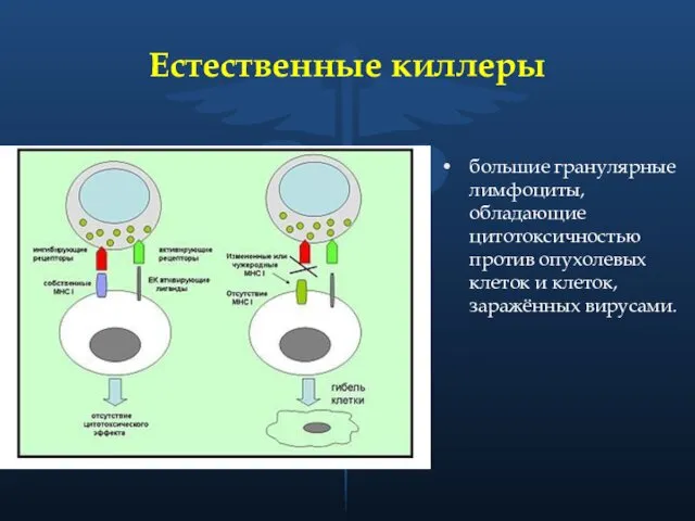 Естественные киллеры большие гранулярные лимфоциты, обладающие цитотоксичностью против опухолевых клеток и клеток, заражённых вирусами.