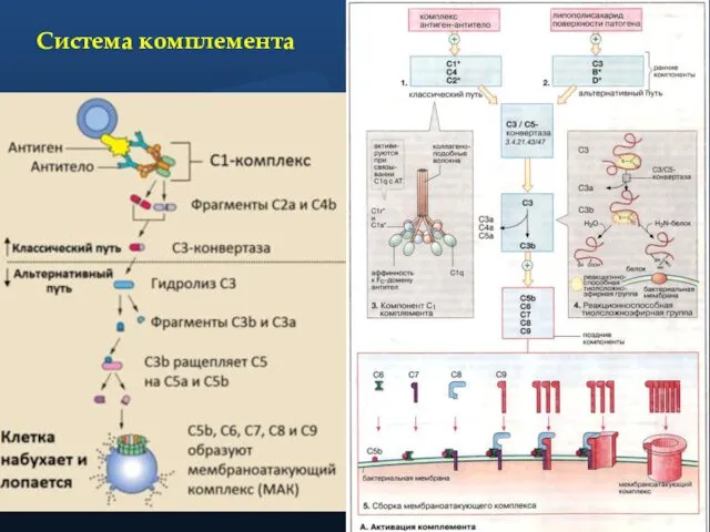 Система комплемента