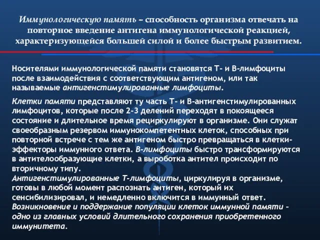 Иммунологическую память – способность организма отвечать на повторное введение антигена иммунологической