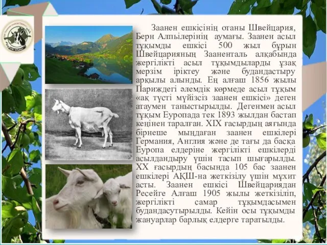 Заанен ешкісінің отаны Швейцария, Берн Алпьілерінің аумағы. Заанен асыл тұқымды ешкісі