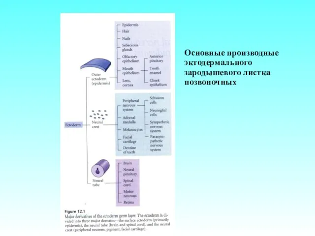 Основные производные эктодермального зародышевого листка позвоночных