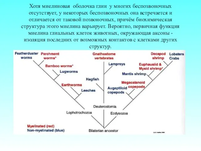 Хотя миелиновая оболочка глии у многих беспозвоночных отсутствует, у некоторых беспозвоночных