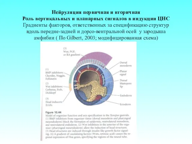 Нейруляция первичная и вторичная Роль вертикальных и планарных сигналов в индукции