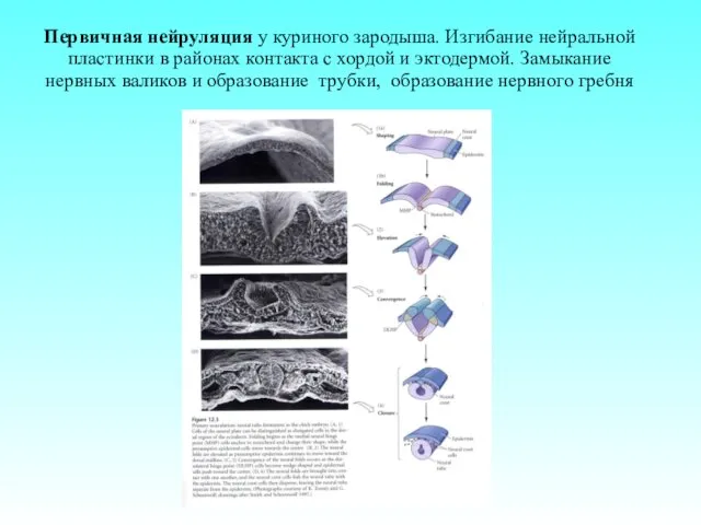 Первичная нейруляция у куриного зародыша. Изгибание нейральной пластинки в районах контакта