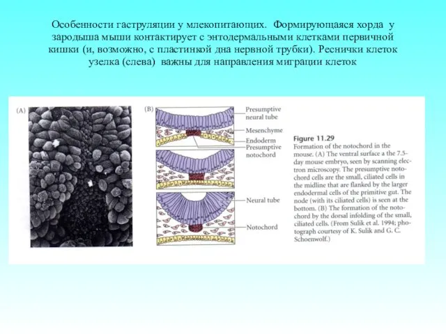 Особенности гаструляции у млекопитающих. Формирующаяся хорда у зародыша мыши контактирует с