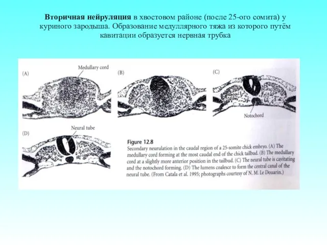 Вторичная нейруляция в хвостовом районе (после 25-ого сомита) у куриного зародыша.