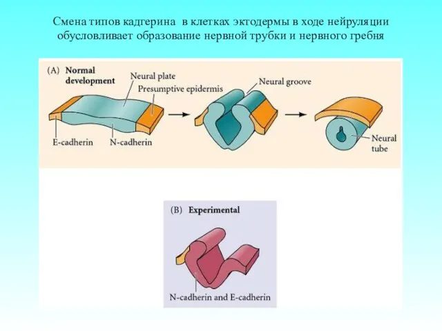 Смена типов кадгерина в клетках эктодермы в ходе нейруляции обусловливает образование нервной трубки и нервного гребня
