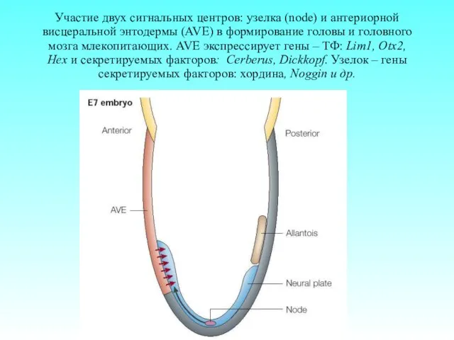 Участие двух сигнальных центров: узелка (node) и антериорной висцеральной энтодермы (AVE)