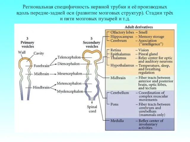 Региональная специфичность нервной трубки и её производных вдоль передне-задней оси (развитие