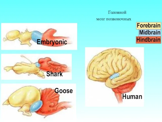 Головной мозг позвоночных Forebrain Midbrain Hindbrain