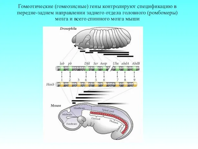 Гомеотические (гомеозисные) гены контролируют спецификацию в передне-заднем направлении заднего отдела головного