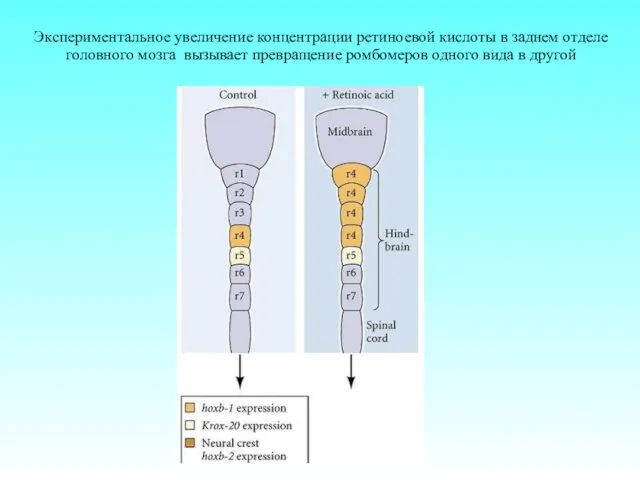 Экспериментальное увеличение концентрации ретиноевой кислоты в заднем отделе головного мозга вызывает