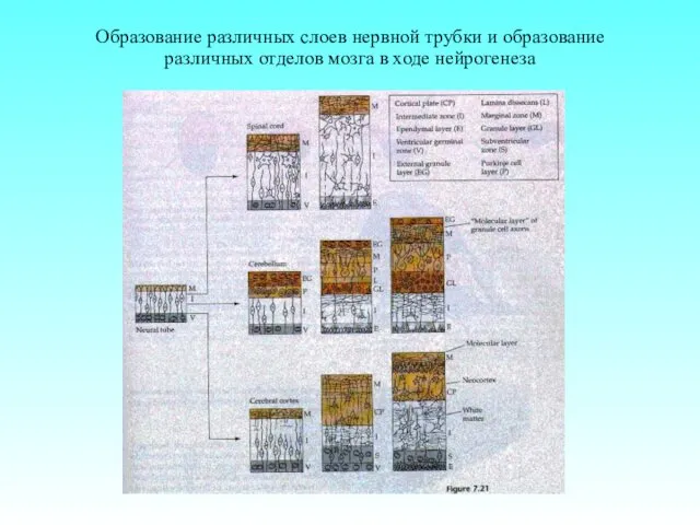 Образование различных слоев нервной трубки и образование различных отделов мозга в ходе нейрогенеза