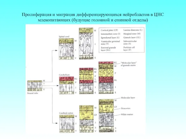 Пролиферация и миграция дифференцирующихся нейробластов в ЦНС млекопитающих (будущие головной и спинной отделы)