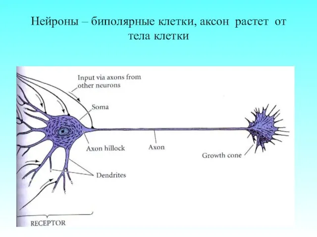 Нейроны – биполярные клетки, аксон растет от тела клетки