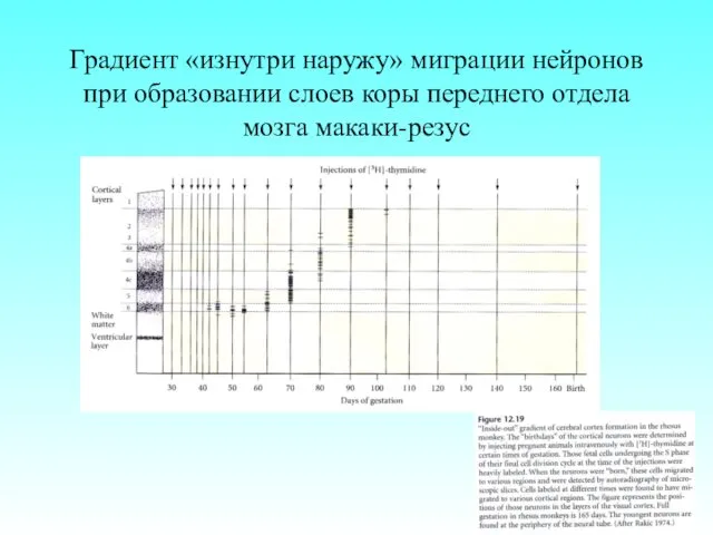 Градиент «изнутри наружу» миграции нейронов при образовании слоев коры переднего отдела мозга макаки-резус