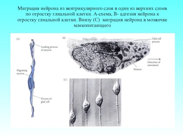 Миграция нейрона из вентрикулярного слоя в один из верхних слоев по