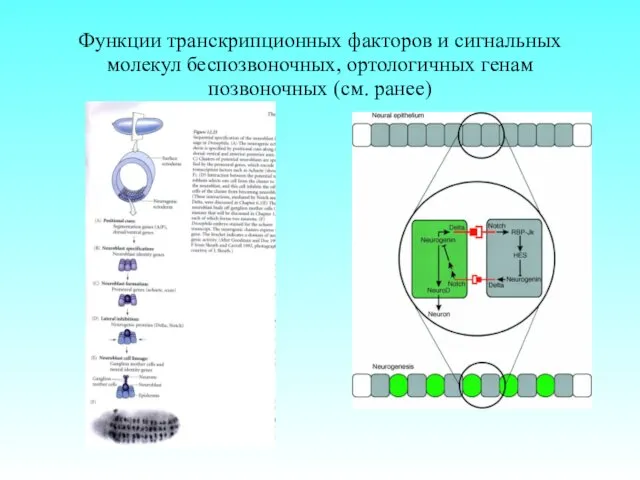 Функции транскрипционных факторов и сигнальных молекул беспозвоночных, ортологичных генам позвоночных (см. ранее)