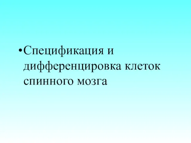 Спецификация и дифференцировка клеток спинного мозга