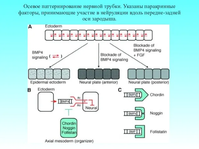 Осевое паттернирование нервной трубки. Указаны паракринные факторы, принимающие участие в нейруляции вдоль передне-задней оси зародыша.