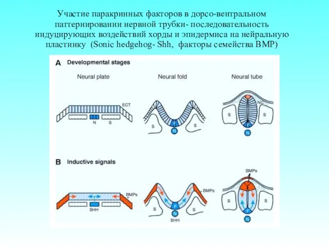 Участие паракринных факторов в дорсо-вентральном паттернировании нервной трубки- последовательность индуцирующих воздействий