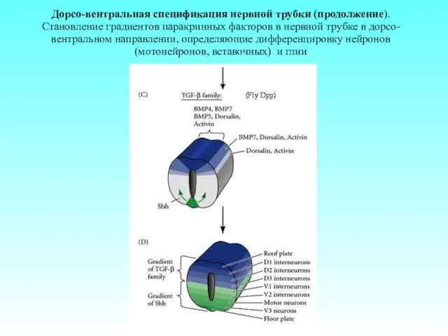 Дорсо-вентральная спецификация нервной трубки (продолжение). Становление градиентов паракринных факторов в нервной