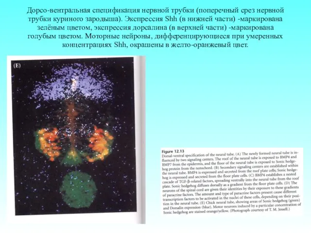Дорсо-вентральная спецификация нервной трубки (поперечный срез нервной трубки куриного зародыша). Экспрессия