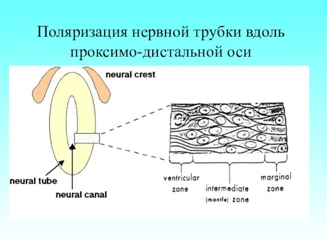 Поляризация нервной трубки вдоль проксимо-дистальной оси