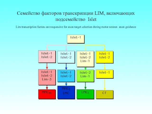 Семейство факторов транскрипции LIM, включающих подсемейство Islet Lim transcription factors are