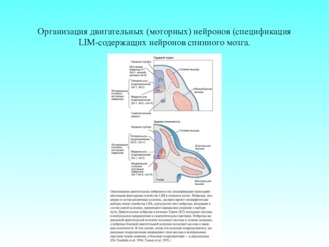 Организация двигательных (моторных) нейронов (спецификация LIM-содержащих нейронов спинного мозга.