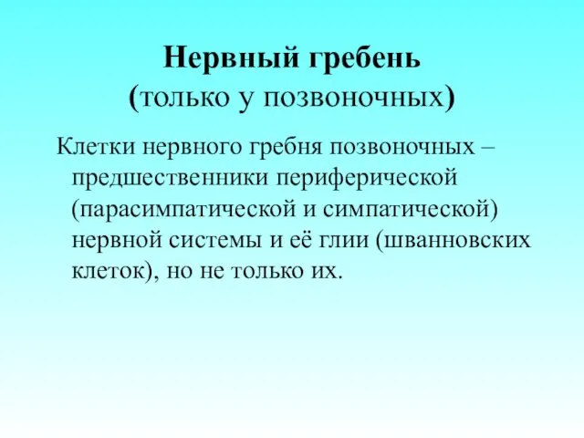 Нервный гребень (только у позвоночных) Клетки нервного гребня позвоночных – предшественники