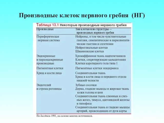 Производные клеток нервного гребня (НГ)