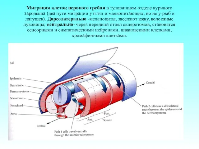 Миграция клеток нервного гребня в туловищном отделе куриного зародыша (два пути