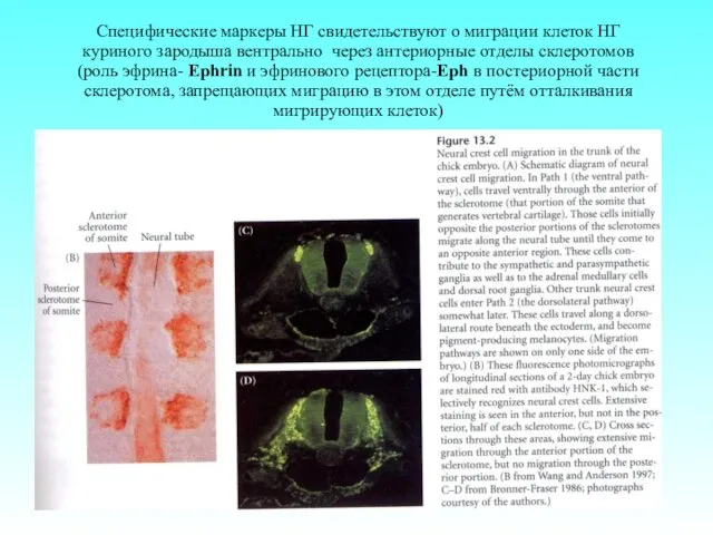 Специфические маркеры НГ свидетельствуют о миграции клеток НГ куриного зародыша вентрально