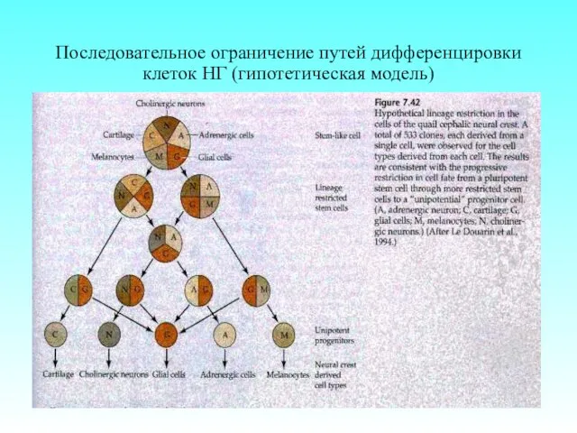 Последовательное ограничение путей дифференцировки клеток НГ (гипотетическая модель)