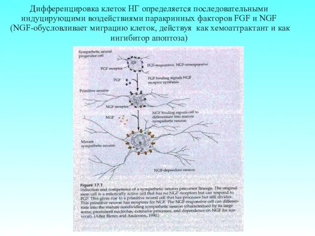 Дифференцировка клеток НГ определяется последовательными индуцирующими воздействиями паракринных факторов FGF и