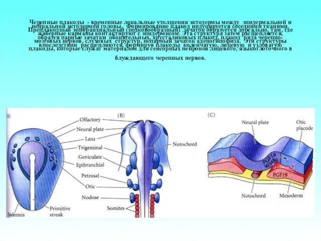 Черепные плакоды - временные локальные утолщения эктодермы между эпидермальной и нейральной