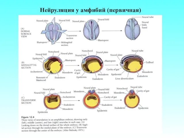 Нейруляция у амфибий (первичная)