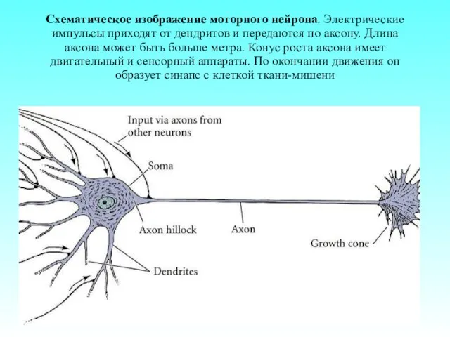 Схематическое изображение моторного нейрона. Электрические импульсы приходят от дендритов и передаются