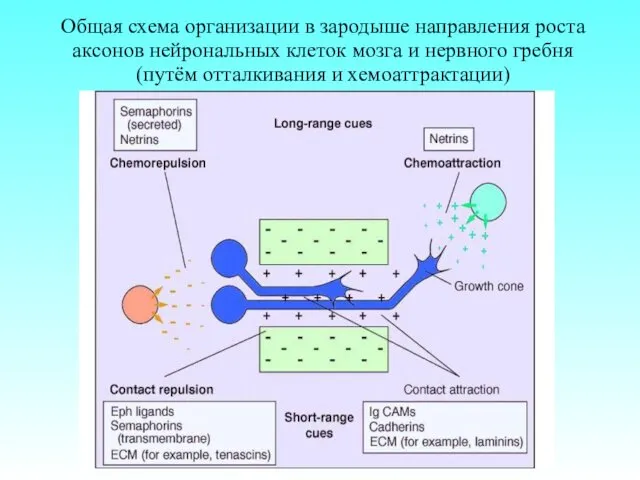 Общая схема организации в зародыше направления роста аксонов нейрональных клеток мозга