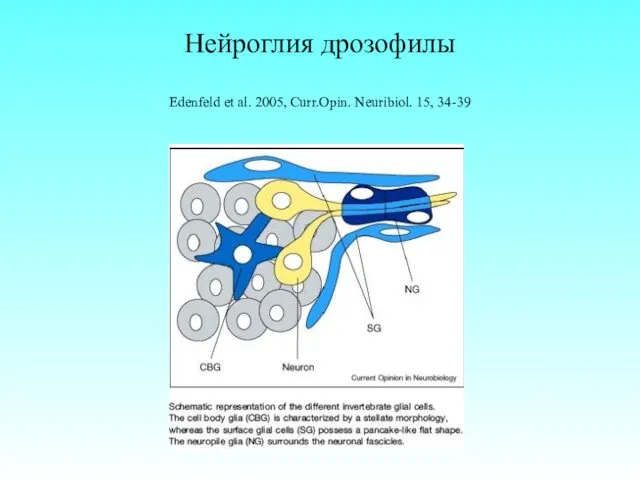 Нейроглия дрозофилы Edenfeld et al. 2005, Curr.Opin. Neuribiol. 15, 34-39