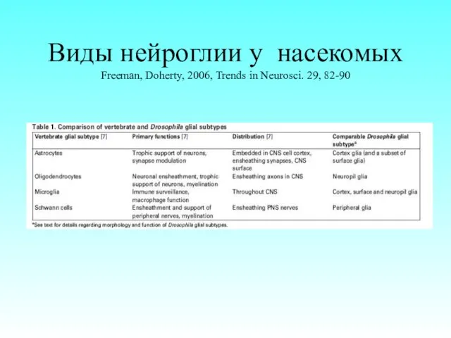 Виды нейроглии у насекомых Freeman, Doherty, 2006, Trends in Neurosci. 29, 82-90