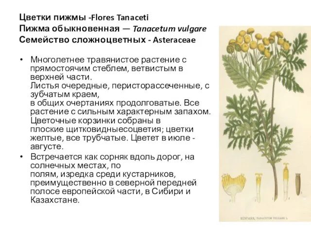 Цветки пижмы -Flores Tanaceti Пижма обыкновенная — Tanacetum vulgare Семейство сложноцветных