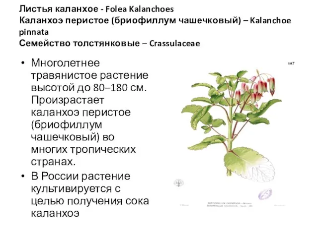 Листья каланхое - Folea Kalanchoes Каланхоэ перистое (бриофиллум чашечковый) – Kalanchoe