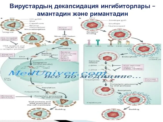 Вирустардың декапсидация ингибиторлары –амантадин және римантадин